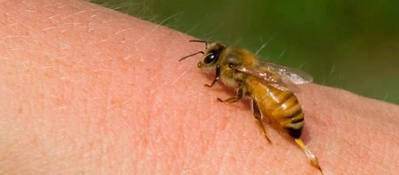 Καρδίτσα: Τον τσίμπησε σφήκα και πέθανε από αλλεργικό σοκ